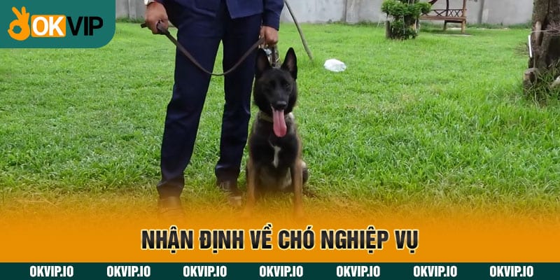 Nhận định về chó nghiệp vụ